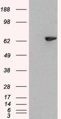 Western Blot: LNK/SH2B3 Antibody [NB100-2295] - HEK293 overexpressing SH2B3 and probed with (mock transfection in first lane).