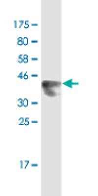 Western Blot: LNX2 Antibody (1B7) [H00222484-M02] - Detection against immunogen (36.74 kDa).