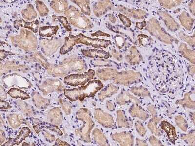 Immunohistochemistry-Paraffin: LNX2 Antibody [NBP2-98102] - Immunochemical staining of human LNX2 in human kidney with rabbit polyclonal antibody at 1:500 dilution, formalin-fixed paraffin embedded sections.
