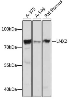 Western Blot: LNX2 Antibody [NBP3-04570] - Analysis of extracts of various cell lines, using LNx2 antibody at 1:1000 dilution. Secondary antibody: HRP Goat Anti-Rabbit IgG (H+L) at 1:10000 dilution. Lysates/proteins: 25ug per lane. Blocking buffer: 3% nonfat dry milk in TBST. Detection: ECL Basic
