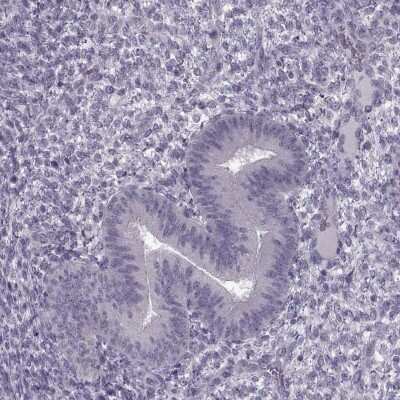 Immunohistochemistry-Paraffin MGAT4D Antibody - BSA Free
