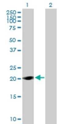 Western Blot TAF11L1 Antibody - Azide and BSA Free