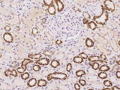 Immunohistochemistry-Paraffin: LOC388813 Antibody [NBP3-06030] - Immunochemical staining of human LOC388813 in human kidney with rabbit polyclonal antibody at 1:300 dilution, formalin-fixed paraffin embedded sections.