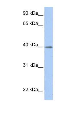 Western Blot: LOC641515 Antibody [NBP1-70608] - Human Heart lysate, concentration 0.2-1 ug/ml.