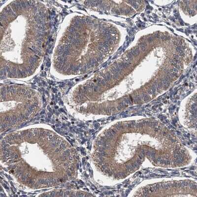 Immunohistochemistry-Paraffin LOH12CR1 Antibody - BSA Free