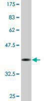 Western Blot: LONP1 Antibody (3B2) [H00009361-M01] - detection against Immunogen (37.22 KDa) .