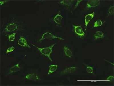 Immunocytochemistry/Immunofluorescence: LONP1 Antibody [H00009361-D01P] - Analysis of antibody to LONP1 on HeLa cell. Antibody concentration 10 ug/ml.