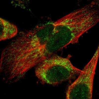 <b>Independent Antibodies Validation. </b>Immunocytochemistry/Immunofluorescence: LONP1 Antibody [NBP2-76504] - Staining of human cell line U-251 MG shows localization to nucleus & mitochondria. Antibody staining is shown in green.