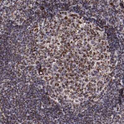 Immunohistochemistry-Paraffin: LONP1 Antibody [NBP1-81734] - Staining of human tonsil shows granular cytoplasmic positivity.