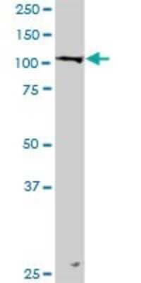 Western Blot LONP1 Antibody