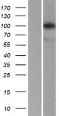 Western Blot LONP1 Overexpression Lysate