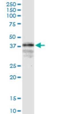 Western Blot: LONRF1 Antibody (1D9) [H00091694-M02] - LONRF1 monoclonal antibody (M02), clone 1D9. Analysis of LONRF1 expression in HepG2.