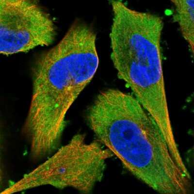 Immunocytochemistry/ Immunofluorescence LONRF1 Antibody - BSA Free