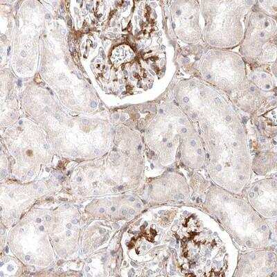 Immunohistochemistry-Paraffin: LONRF1 Antibody [NBP1-83578] - Staining of human kidney shows moderate positivity in cells in glomeruli.