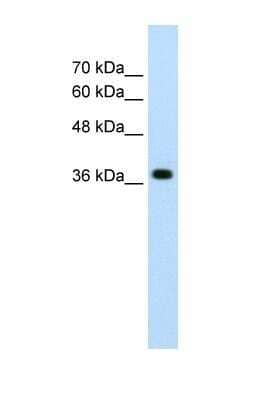 Western Blot LONRF1 Antibody - BSA Free