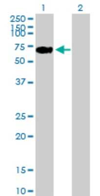 Western Blot: LONRF2 Antibody [H00164832-B01P] - Analysis of LONRF2 expression in transfected 293T cell line by LONRF2 polyclonal antibody.  Lane 1: LONRF2 transfected lysate(56.21 KDa). Lane 2: Non-transfected lysate.