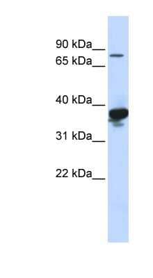 Western Blot: LONRF2 Antibody [NBP1-59292] - Human Heart lysate, concentration 0.2-1 ug/ml.