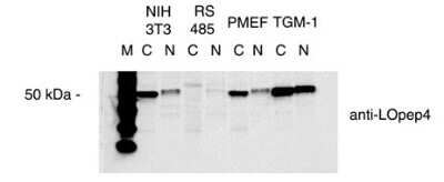 Western Blot: LOX propeptide Antibody [NBP1-30012] - Western blot on cytoplasmic (c) and nuclear (n) extracts of NIH 3T3, ras-transformed (RS 485), PMEF and TGM-1 mouse fibroblast cells.