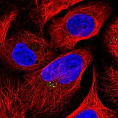 Immunocytochemistry/Immunofluorescence: LOXL4 Antibody [NBP2-32692] - Staining of human cell line U-2 OS shows positivity in vesicles. Antibody staining is shown in green.