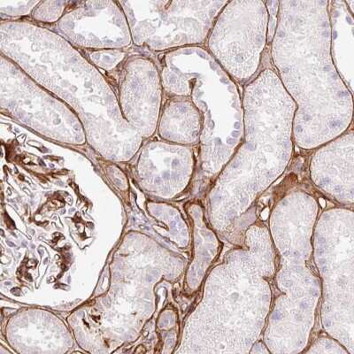 Immunohistochemistry-Paraffin: LOXL4 Antibody [NBP2-32692] - Staining of human kidney shows strong positivity in extracellular matrix of renal tubules.