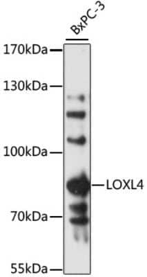 Western Blot LOXL4 Antibody - Azide and BSA Free