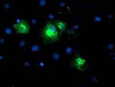 Flow Cytometry: LPAR1/LPA1/EDG-2 Antibody (OTI1G6) - Azide and BSA Free [NBP2-72519] - Staining of COS7 cells transiently transfected by pCMV6-ENTRY EDG2.