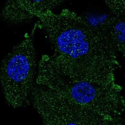 Immunocytochemistry/Immunofluorescence: LPAR3/LPA3/EDG-7 Antibody [NBP1-84903] - Staining of human cell line PC-3 shows localization to plasma membrane. Antibody staining is shown in green.