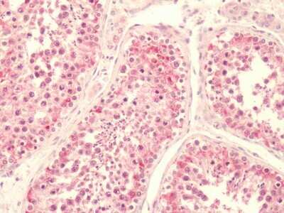 Immunohistochemistry-Paraffin: LPAR5/LPA5/GPR92 Antibody [NLS428] - Analysis of anti-GPR92 antibody with human, testis.