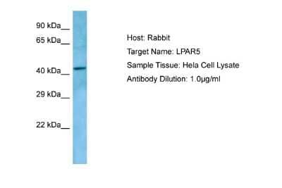 Western Blot: LPAR5/LPA5/GPR92 Antibody [NBP1-98302] - Antibody Dilution: 1.0ug/ml Sample Tissue: Hela cell lysate.