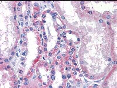 Immunohistochemistry-Paraffin: LPCAT1 Antibody [NBP1-50174] - Analysis of anti-LPCAT1 antibody with human kidney.