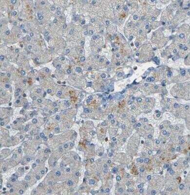 Immunohistochemistry-Paraffin: LPCAT1 Antibody [NBP1-88922] - Staining of human liver shows no positivity in hepatocytes as expected.