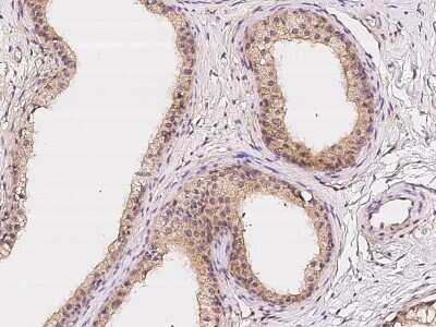 Immunohistochemistry-Paraffin: LPCAT2 Antibody [NBP2-97211] - Immunochemical staining of human LPCAT2 in human epididymis with rabbit polyclonal antibody at 1:300 dilution, formalin-fixed paraffin embedded sections.