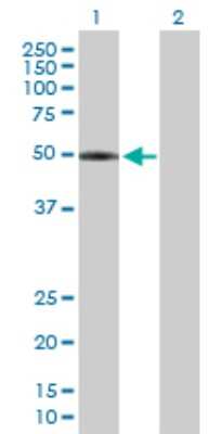 Western Blot: LPCAT2 Antibody [H00054947-B01P] - Analysis of LPCAT2 expression in transfected 293T cell line by LPCAT2 polyclonal antibody.  Lane 1: AYTL1 transfected lysate(59.84 KDa). Lane 2: Non-transfected lysate.