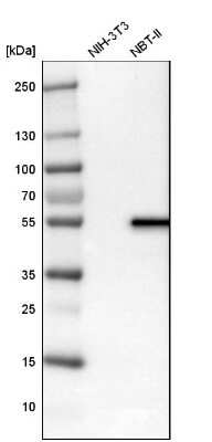 Western Blot: LPCAT2 Antibody [NBP1-88921] - Analysis in mouse cell line NIH-3T3 and rat cell line NBT-II.