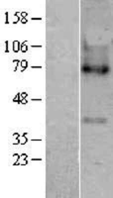 Western Blot: LPCAT3 Overexpression Lysate (Adult Normal) [NBP2-04299] Left-Empty vector transfected control cell lysate (HEK293 cell lysate); Right -Over-expression Lysate for LPCAT3.