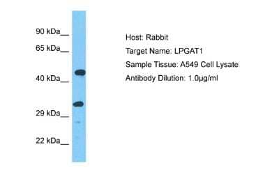 Western Blot LPGAT1 Antibody - BSA Free