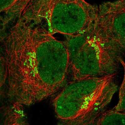 Immunocytochemistry/Immunofluorescence: LPPR3 Antibody [NBP2-34157] - Immunofluorescent staining of human cell line HEK 293 shows localization to nucleoplasm, cytosol & the Golgi apparatus.