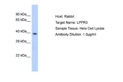 Western Blot LPPR3 Antibody - BSA Free