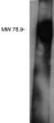 Western Blot LPPR3 Antibody - BSA Free