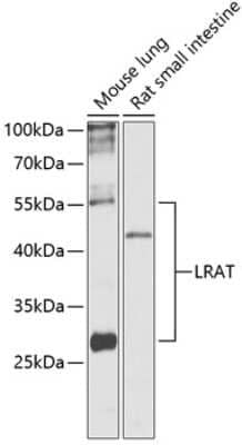 Western Blot LRAT Antibody - BSA Free