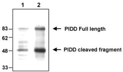 Western Blot: LRDD Antibody (Anto-1) [NBP1-97595] - Analysis of endogenous and overexpressed human PIDD using MAb to PIDD (Anto-1). Method: Cell extracts (1x10^5) from HEK 293T wild type (lane 1) or transfected with a plasmid coding for human PIDD (lane 2) were resolved by SDS-PAGE under reducing conditions, transferred to nitrocellulose and incubated with the MAb to PIDD (Anto-1) at a 1:500 dilution for 2 hours. Proteins were visualized using a peroxidase-conjugated polyclonal antibody to mouse IgG and a chemiluminescence detection system. Note that two major forms of PIDD are detected, representing full length and cleaved proteins, migrating at approximatively 90kDa and 50kDa, respectively.