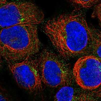 Immunocytochemistry/Immunofluorescence: LRDD Antibody [NBP2-56216] - Staining of human cell line HEK 293 shows localization to cytosol & the Golgi apparatus.