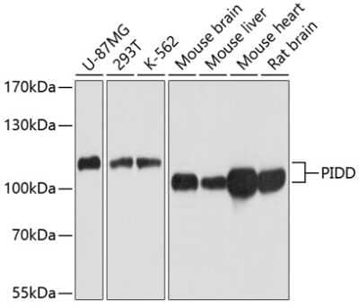 Western Blot: LRDD Antibody [NBP3-03535] - Analysis of extracts of various cell lines, using LRDD antibody at 1:1000 dilution. Secondary antibody: HRP Goat Anti-Rabbit IgG (H+L) at 1:10000 dilution. Lysates/proteins: 25ug per lane. Blocking buffer: 3% nonfat dry milk in TBST. Detection: ECL Basic  Kit.