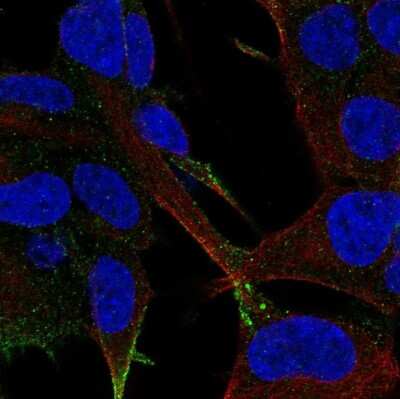 Immunocytochemistry/ Immunofluorescence LRFN2 Antibody - BSA Free