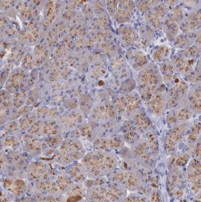 Immunohistochemistry-Paraffin: LRFN5 Antibody [NBP1-88412] - Staining of human pancreas shows moderate cytoplasmic positivity in exocrine glandular cells.