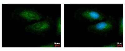 Immunocytochemistry/Immunofluorescence: LRG1 Antibody [NBP2-19372] - Sample: HeLa cells were fixed in iced-cold MeOH for 5 min. Green: LRG1 protein stained by LRG1 antibody diluted at 1:500. Blue: Hoechst 33342 staining.