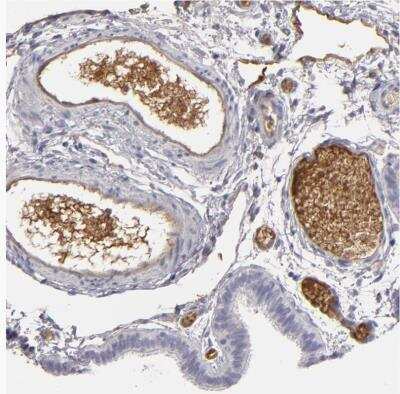 Immunohistochemistry-Paraffin: LRG1 Antibody [NBP1-82823] -  Staining of human fallopian tube shows moderate positivity in plasma.