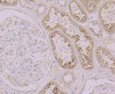 Immunohistochemistry-Paraffin: LRG1 Antibody (JB34-31) [NBP2-75555] - Analysis of paraffin-embedded human kidney tissue using anti-LRG1 antibody. Counter stained with hematoxylin.