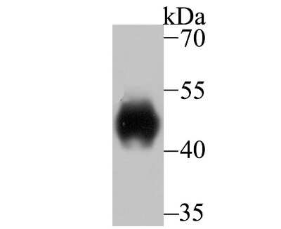 Western Blot: LRG1 Antibody (JB34-31) [NBP2-75555] - Analysis of LRG1 on human serum using anti-LRG1 antibody at 1/500 dilution.