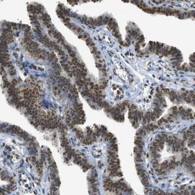 Immunohistochemistry-Paraffin: LRH-1/NR5A2 Antibody [NBP1-90048] - Staining of human Fallopian tube shows strong nuclear positivity in glandular cells.